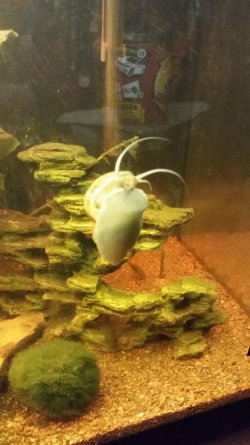 Apple snail - parent.jpg Apple snail - parent.jpg