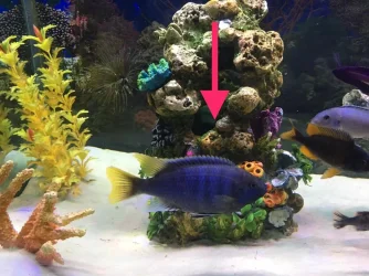 Dory.webp