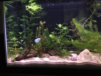 IMG_3118.JPG IMG_3118.JPG