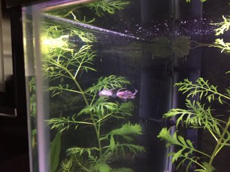 IMG_3124.JPG IMG_3124.JPG