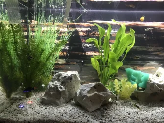 tank2.webp