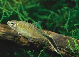 Thayeria obliqua.webp