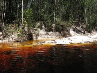 Rio Negro Igapo.webp