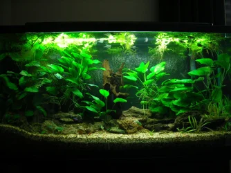 33g-Nov 17-08.webp