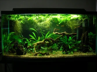 33g July 2-10 (2).webp
