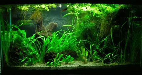 33g Feb 24-12.webp