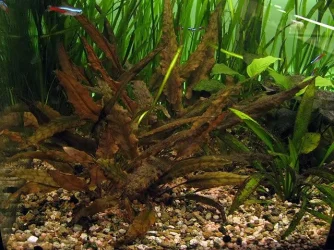 Cryptocoryne wendtii red.webp