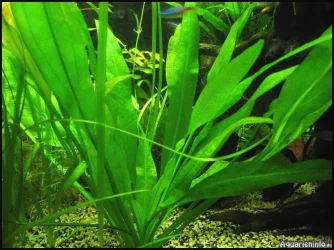 Echinodorus bleheri2.webp