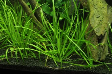 Helanthium tenellum sp.webp