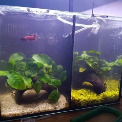 betta.webp