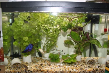 Tank  2017  April IMG_9977.webp