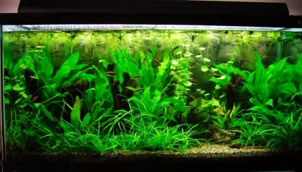 90g Dec 10-09.webp