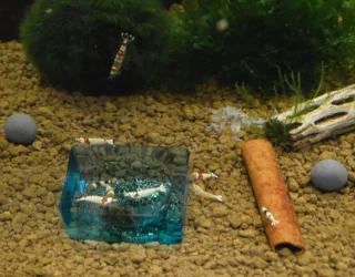 tank 2 occ.webp tank 2 occ.webp