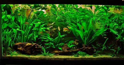 90g Sep 5-16.webp