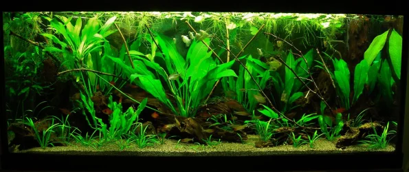 70g Mar 2-16.webp