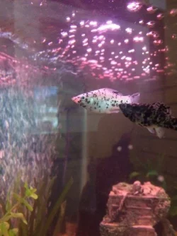 Male & Female Molly.webp