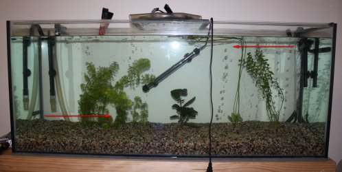 50 G Tank Setup Directions  IMG_0465.JPG