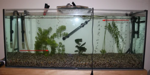 50 G Tank Setup Directions  IMG_0465.webp