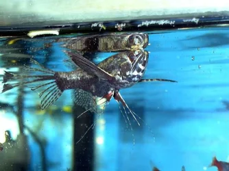 Pantodon buchholzi female.webp