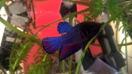 WP_20170525_08_48_12_Pro.jpg