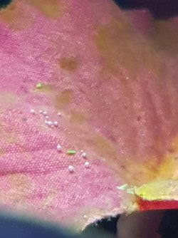 20170526_193955.jpg