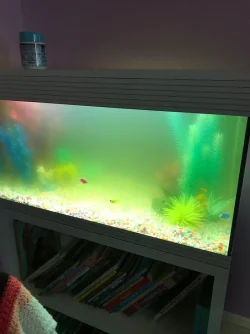 Current tank situation.webp