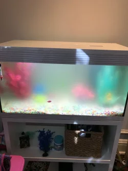 tank after running UV filter.webp