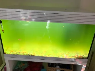 Tank at it's worst.webp