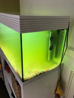 tank at its worst 2.webp