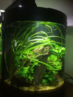 Shrimp Tank - I like it!.webp Shrimp Tank - I like it!.webp