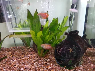 fish.webp