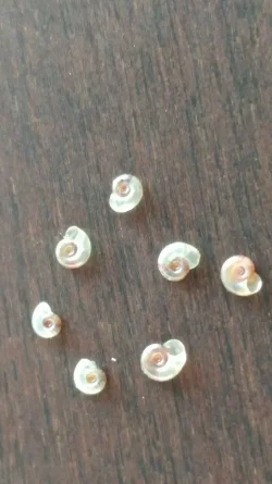 SNAIL.webp