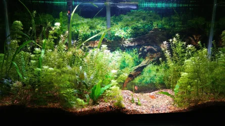 TANK.webp