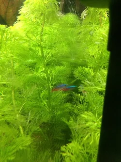 Fish hiding.webp