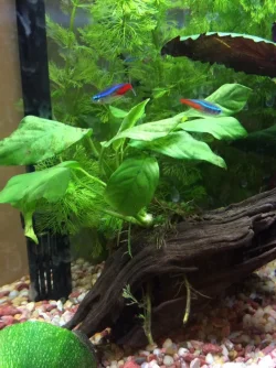 Fish tank .webp