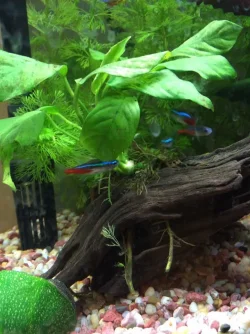 Tetras and Borneo.webp
