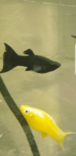 Screenshot_20170725-155240.webp
