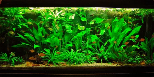 115g Aug 22-14.webp