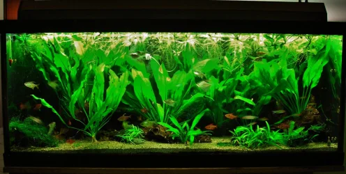 70g May 5-17.webp