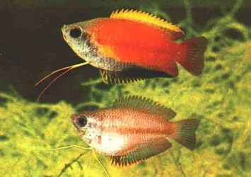 Trichogaster chuna1.webp