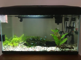 Fish tank.webp