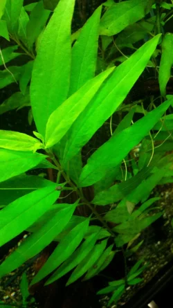 Stricta Healthy.webp