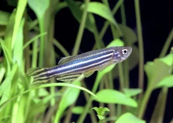 Danio rerio3.webp