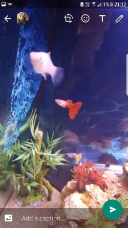 Screenshot_20170901-211257.webp
