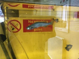 bent fish.webp