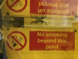 bent fish 2.webp