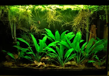 29g Sept 9-17.webp