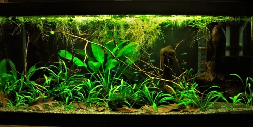 40g Aug 11-17.webp