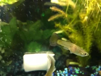 fish 1.webp