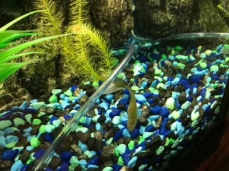 fish 2.webp